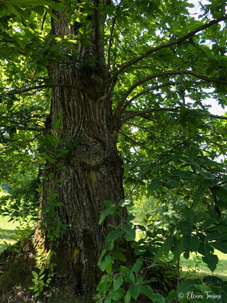 Castagni secolari di Malalbergo