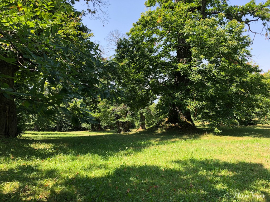 Castagneto secolare di Malalbergo